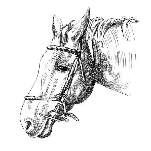 Tête de cheval — Image vectorielle