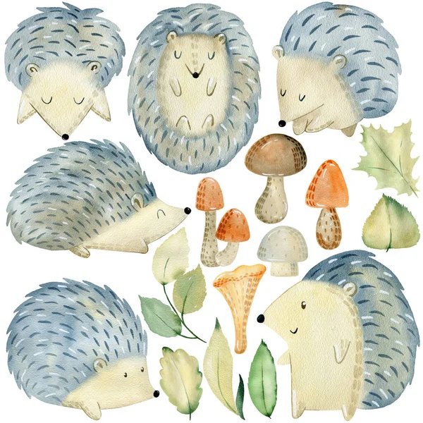 Woodland Animals Set. Watercolor hedgehogs.