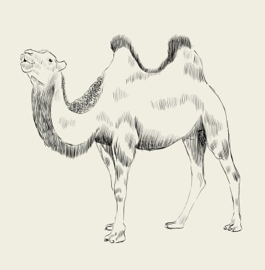 hand drawn camel clipart