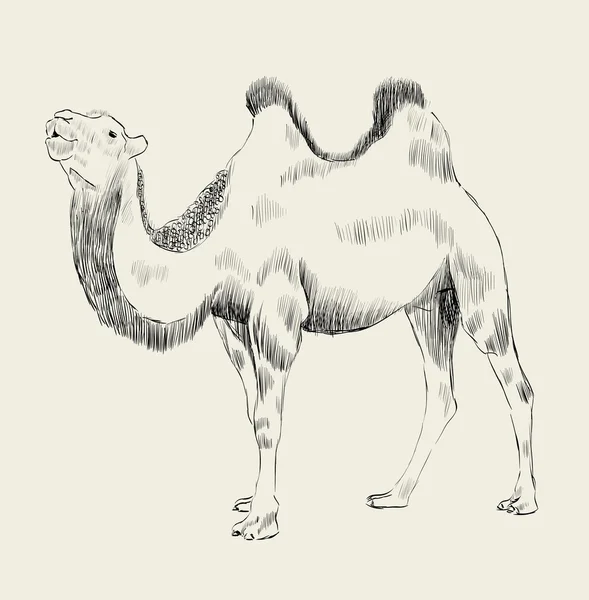 Hand getrokken kameel — Stockvector