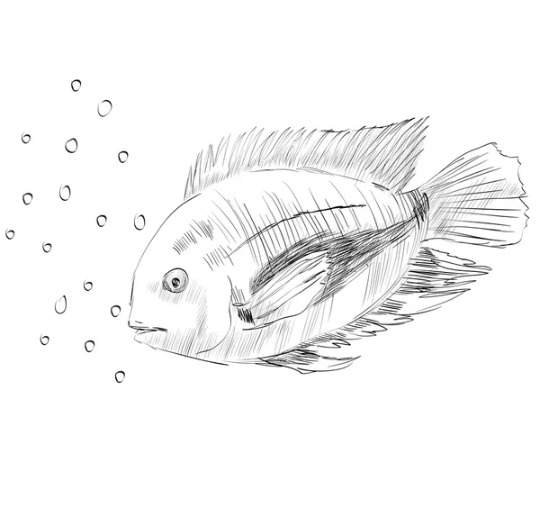 草绘一条鱼 — 图库矢量图片