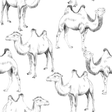 hand drawn camel clipart