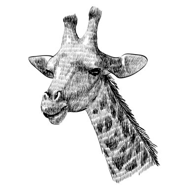 Zürafa