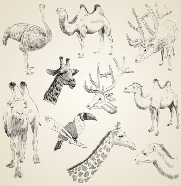 sketches of animals