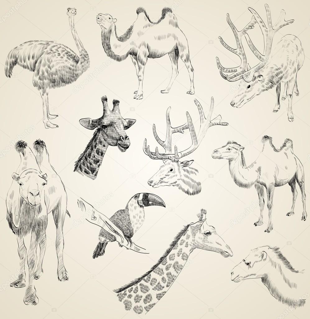 Sketches Animals Sketches Of Animals Stock Vector Pilipa 58841111 Sketches Animals Sketches Of Animals Stock Vector Pilipa 58841111