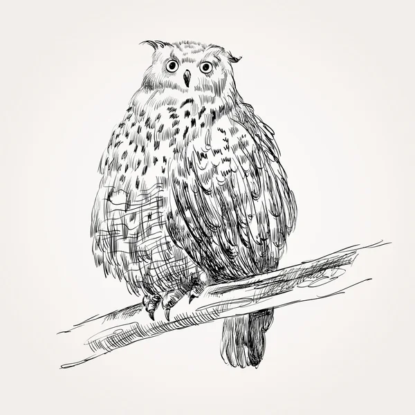 Croquis de hibou — Image vectorielle