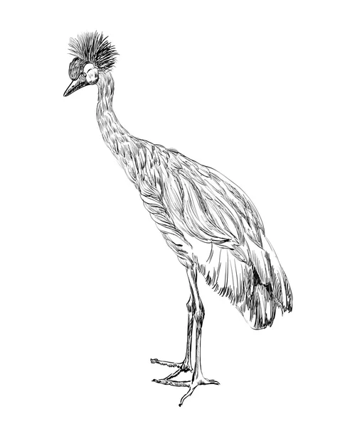 Krönt crane — Stock vektor