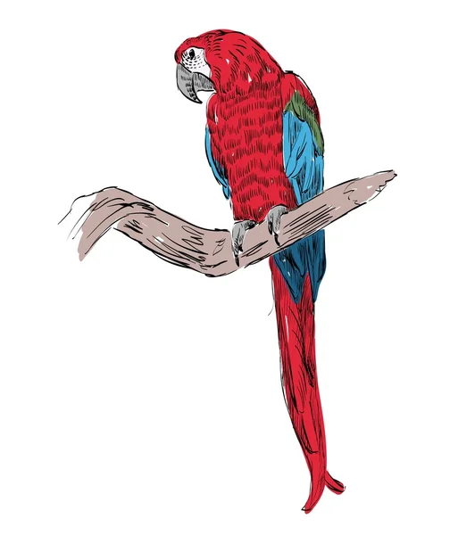 Papegaai — Stockvector