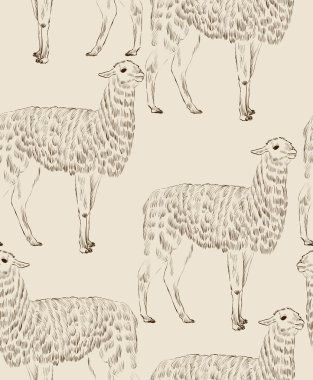 Lama kroki