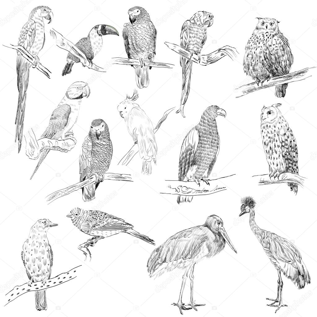 vector birds