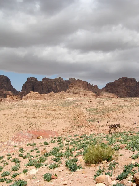 Долина в Petra — стокове фото