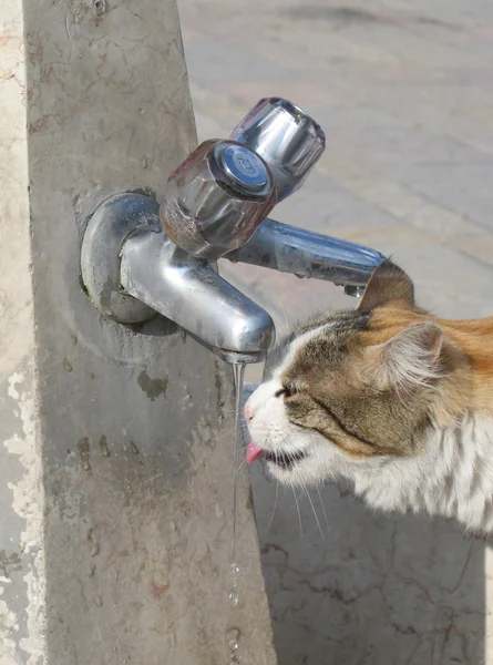 Kudüs'te susuz kedi
