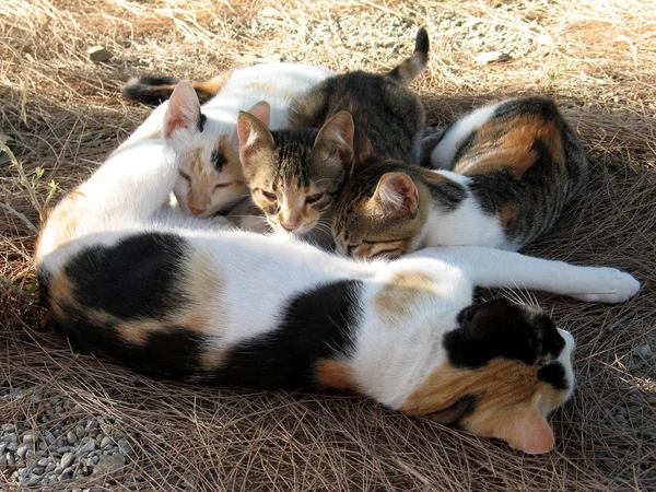 Katt med små kattungar — Stockfoto