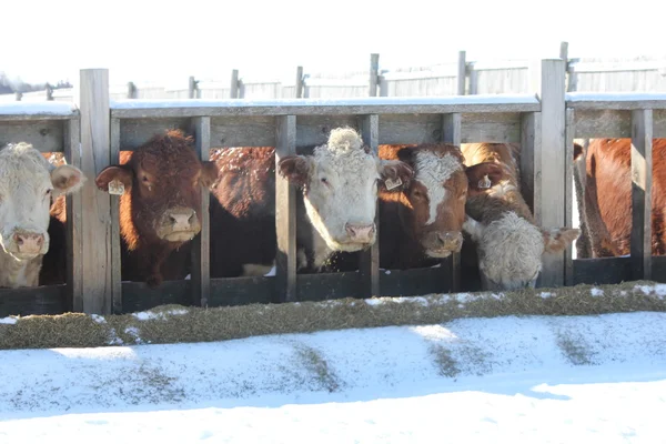 Cows, heads through wooden barrier — Stock Photo, Image