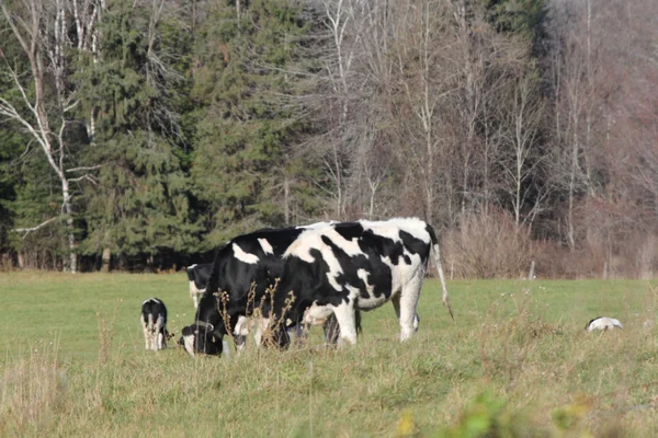 Holstein boskap i betesmark — Stockfoto