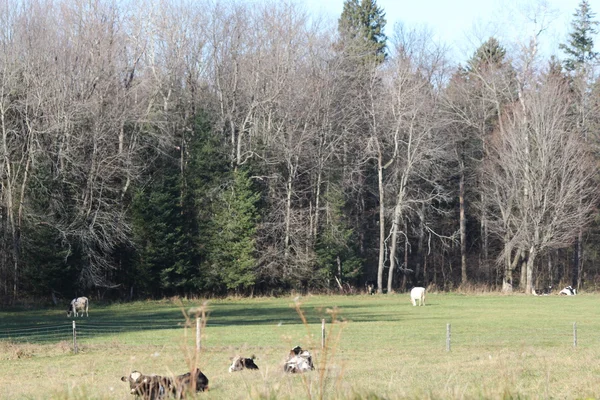 Holstein Ganado en pastos — Foto de Stock