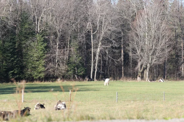 Гольштейнский скот на пастбище — стоковое фото