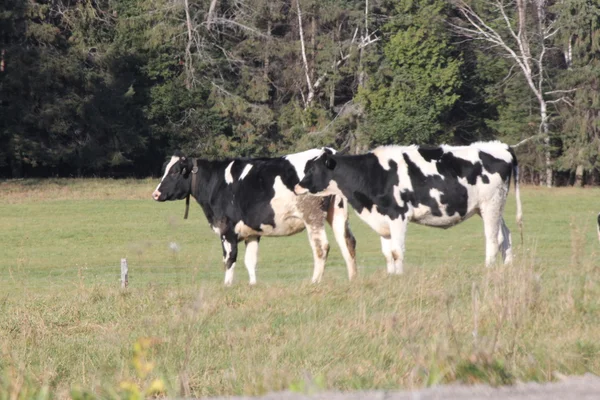 Holstein Bovins dans les pâturages — Photo