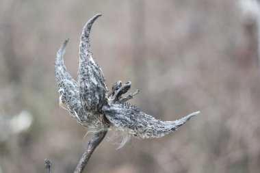 Süt kardeş bakla-kış