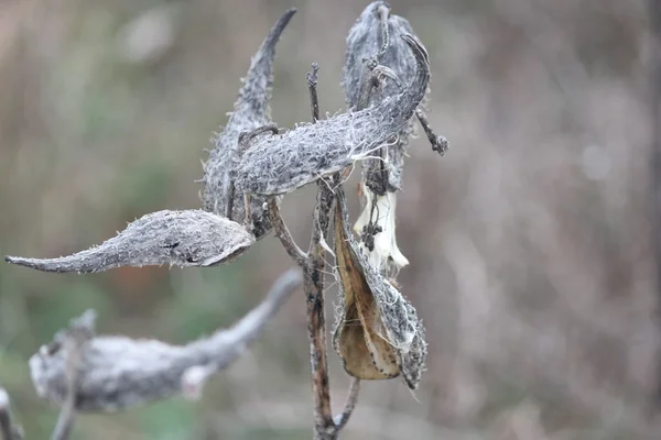 Milkweed Pods-Winter — Stock Photo, Image