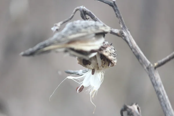 Milkweed lusky zima — Stock fotografie