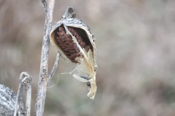 Milkweed lusky zima — Stock fotografie