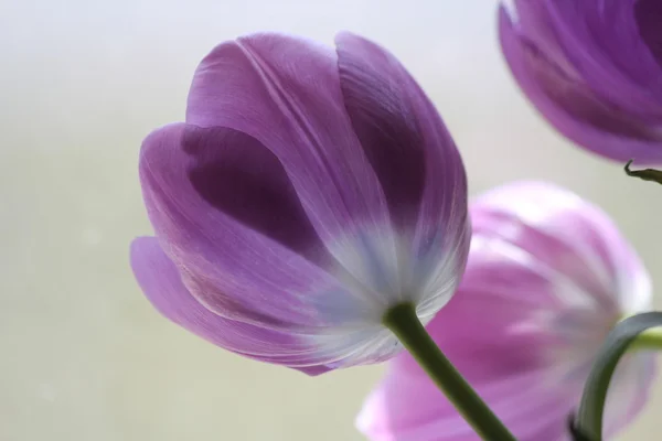 Tulpe, dunkelviolett — Stockfoto
