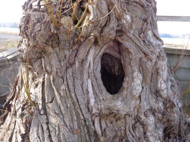 ağaç gövdesi delik 