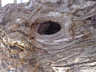 ağaç gövdesi delik 