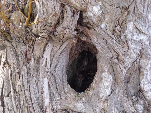 Foro nel tronco d'albero — Foto Stock