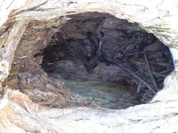 ağaç gövdesi delik 