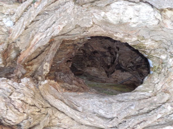 ağaç gövdesi delik 