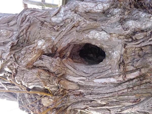 ağaç gövdesi delik 