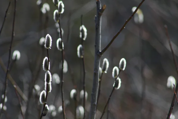 Pussy Willow (Salix discolor) — Stock Photo, Image