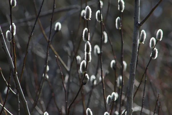 Ropna wierzba (Salix odbarwienie) — Zdjęcie stockowe