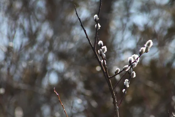 Pussy Willow (Salix vyblednutí) — Stock fotografie