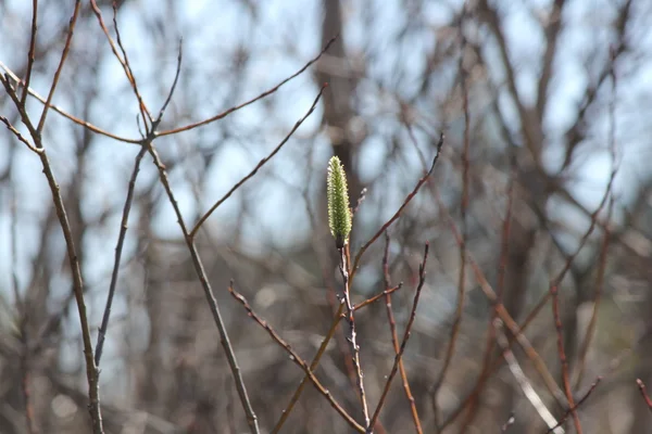 Kedi söğüt (Salix discolor) — Stok fotoğraf