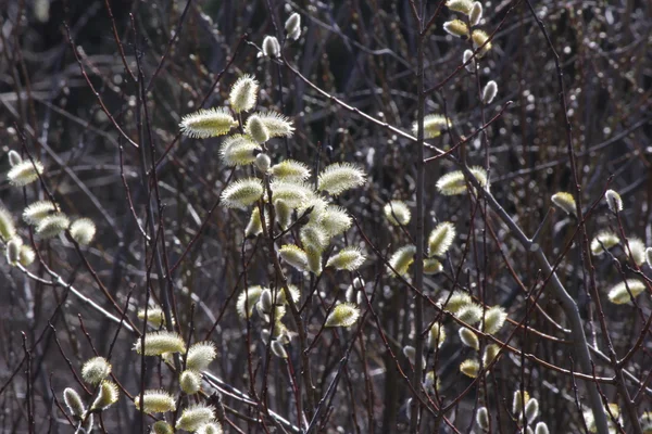 Kedi söğüt (Salix discolor) — Stok fotoğraf