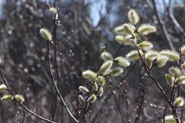 Pussy Willow (Salix vyblednutí) — Stock fotografie