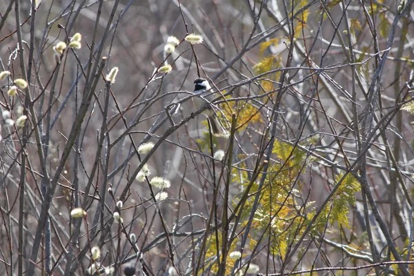 Pussy Willow (Salix discolor) with Bird — Stock Photo, Image