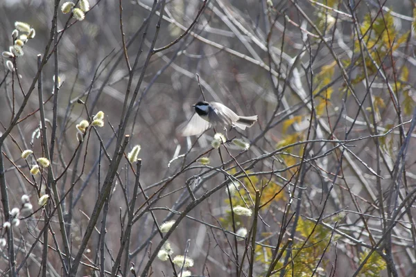 Buceta Salgueiro (Salix discolor) com Pássaro — Fotografia de Stock