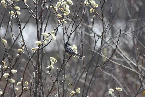 Pussy Willow (Salix discolor) with Bird — Stock Photo, Image