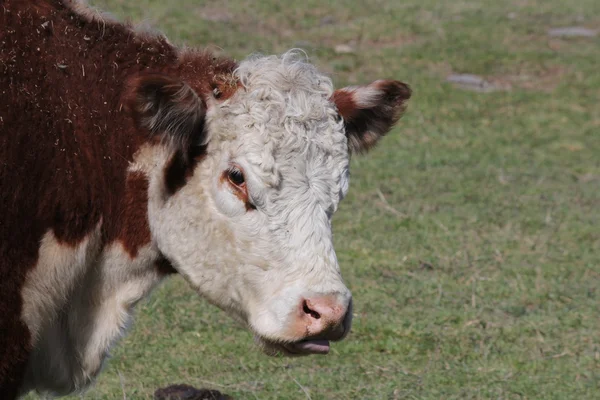 Глава Херефорд коровы — стоковое фото