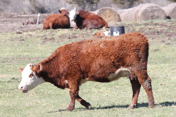 Vaca de Hereford en el área cubierta de hierba —  Fotos de Stock