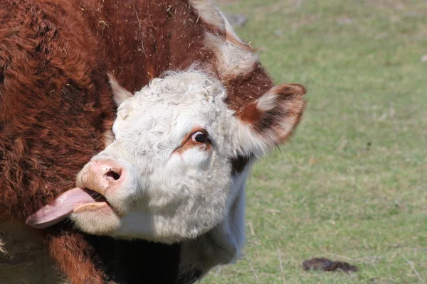 Hereford Lamiendo vacas — Foto de Stock