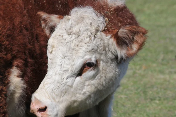 Huvudet av en Hereford ko — Stockfoto