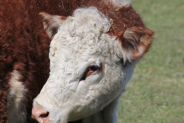 Szef Hereford krowa — Zdjęcie stockowe