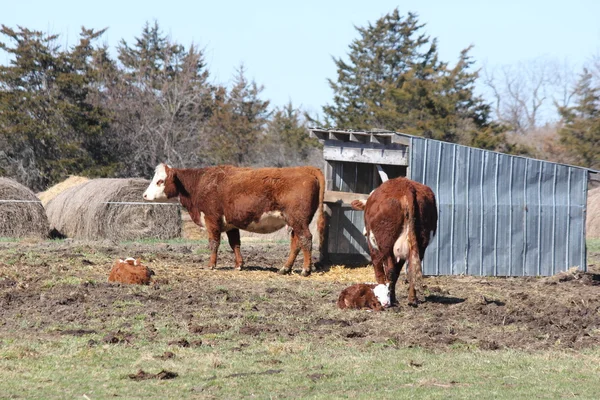 Hereford koeien en kalveren — Stockfoto