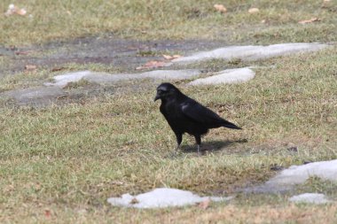 Karga (Corvus brachyrhynchos)
