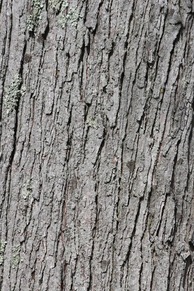 Corteccia sul tronco d'albero — Foto Stock